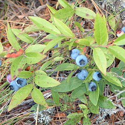 Vaccinium angustifolium