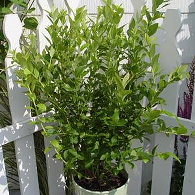 Vaccinium c. 'Blue Jay'