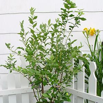 Vaccinium c. 'Bluecrop'