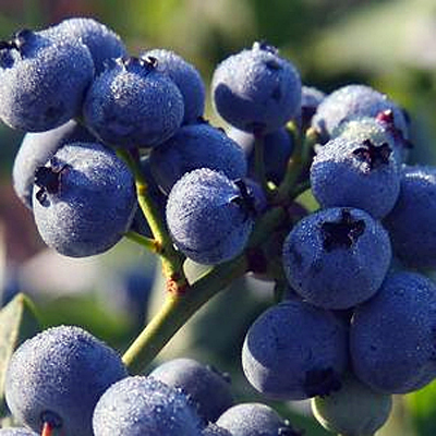 Vaccinium c. 'Bluegold'