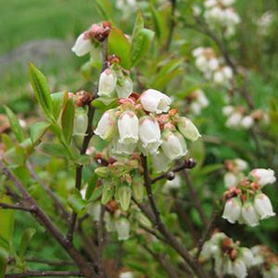 Vaccinium a. 'Brunswick'