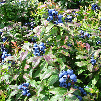 Vaccinium a. 'Burgundy'
