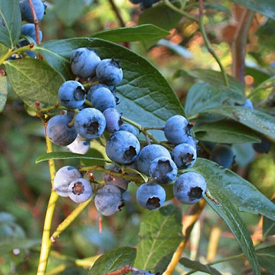 Vaccinium corymbosum