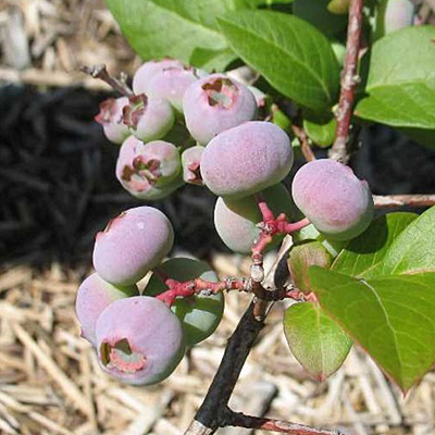 Vaccinium c. 'Darrow'