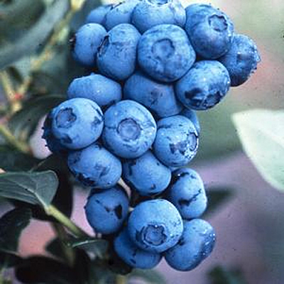 Vaccinium c. 'Duke'