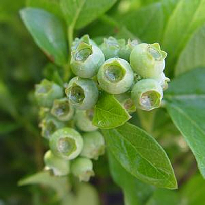 Vaccinium c. 'Jersey'