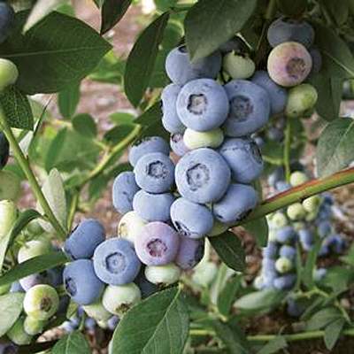 Vaccinium c. 'Liberty'