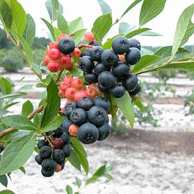 Vaccinium x 'Nocturne'
