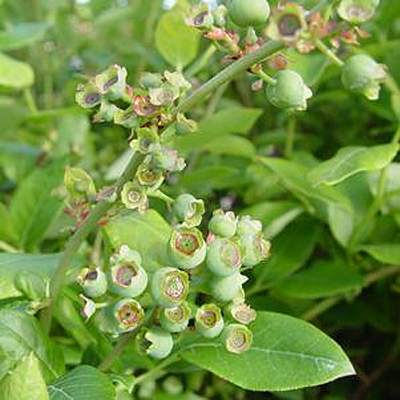 Vaccinium c. 'Northland'