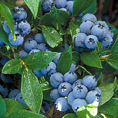 Vaccinium c. 'Northsky'
