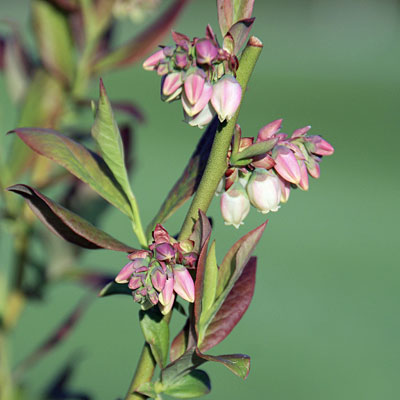 Vaccinium c. 'Patriot'