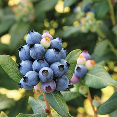 Vaccinium x 'Perpetua'