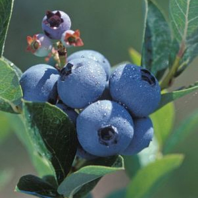 Vaccinium c. 'Polaris'