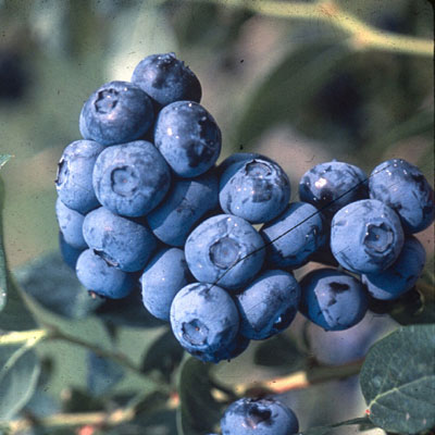 Vaccinium c. 'Reka'