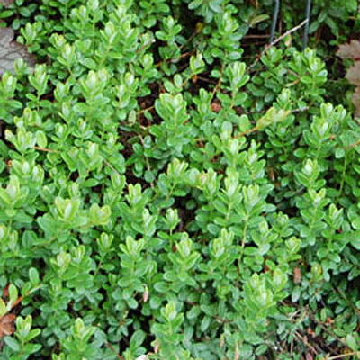 Vaccinium m. 'WSU'