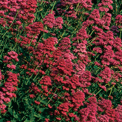 Centranthus ruber 'Valerian Red'