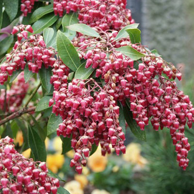 Pieris jap. 'Valley Valentine'