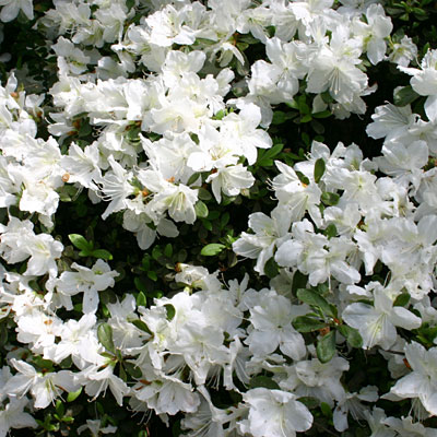Azalea 'Delaware Valley White'