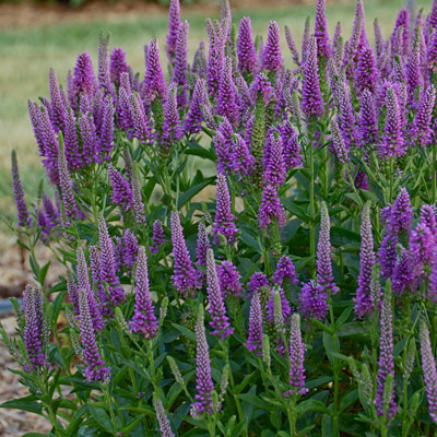 Veronica x 'Very Van Gogh'