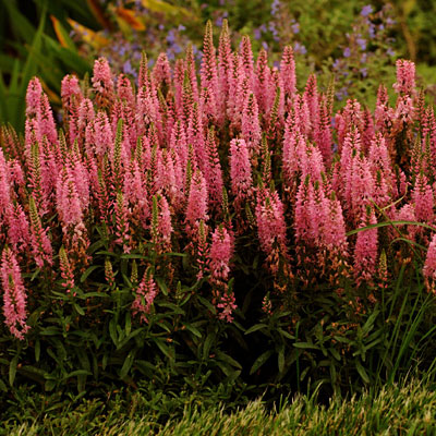 Veronica x 'Giles Van Hees'