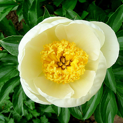 Paeonia l. 'Jan Van Leeuwen'