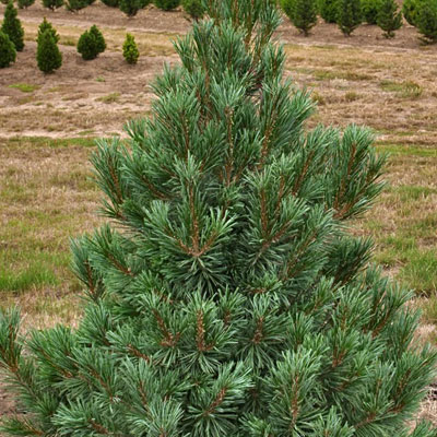 Pinus f. 'Vanderwolf's Pyramid'