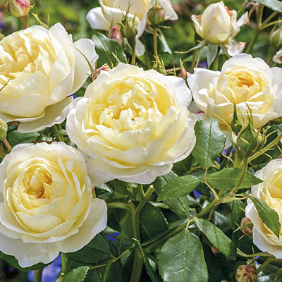 Rosa 'Vanessa Bell'