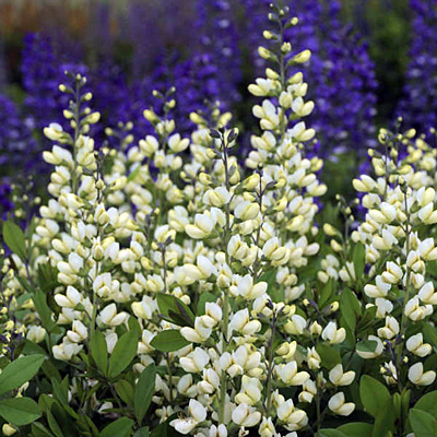 Baptisia x 'Decadence Vanilla Cream'
