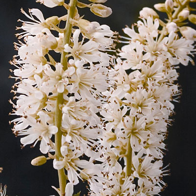 Clethra a. 'Vanilla Spice'