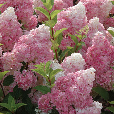 Hydrangea p. 'Vanilla Strawberry'