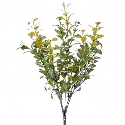 Boxwood Bush Variegated