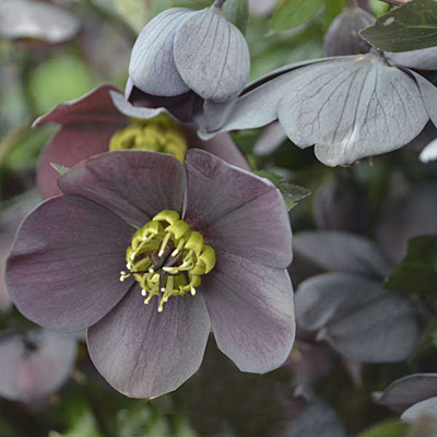 Helleborus x 'Vegas Nights'