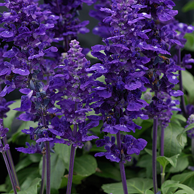 Salvia 'Velocity Blue'