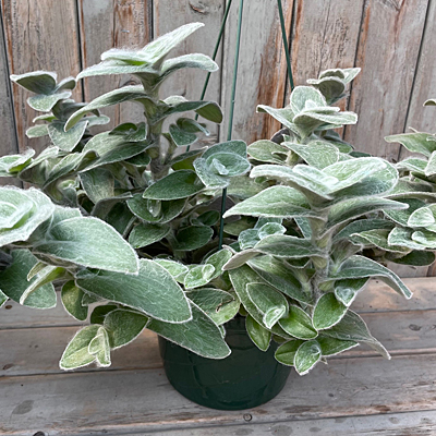 Tradescantia 'Velvet Zebra'