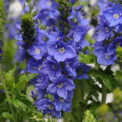 Veronica austriaca 'Venice Blue'