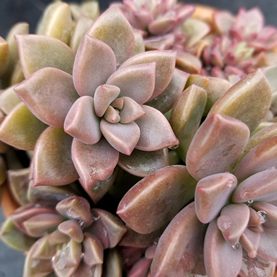Graptosedum 'Vera Higgins'