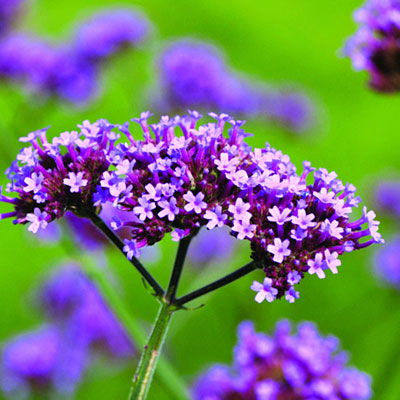Verbena bonariensis