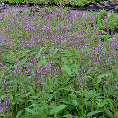 Verbena hastata