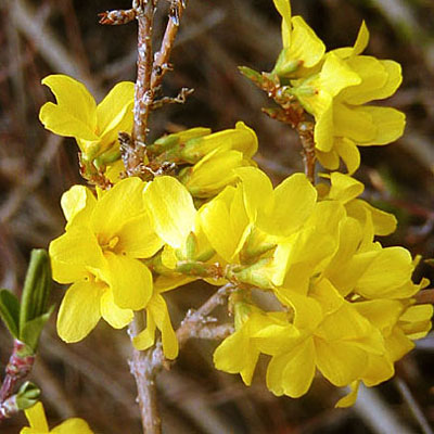 Forsythia x 'Vermont Sun'