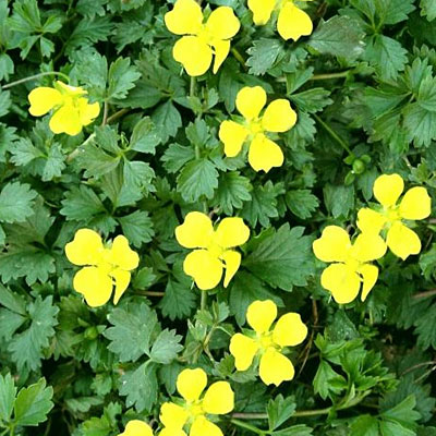 Potentilla verna 'Nana'