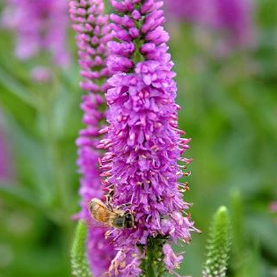 Veronica x 'Vernique Rose'
