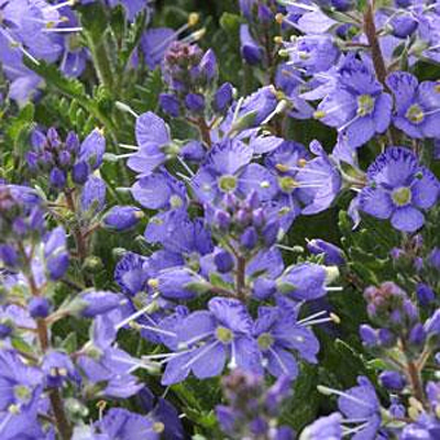 Veronica x 'Christy'
