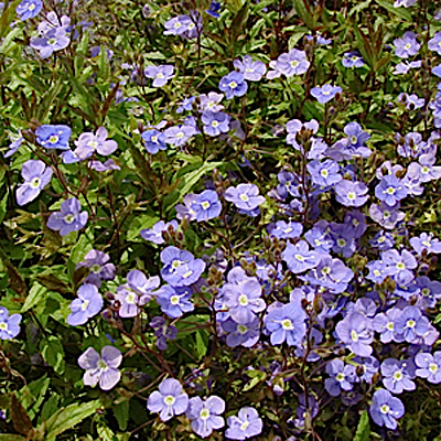 Veronica ped. 'Georgia Blue'