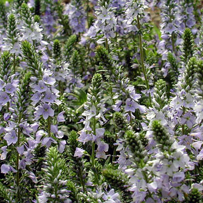 Veronica prostrata