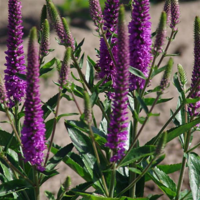 Veronica sp. 'Purpleicious'