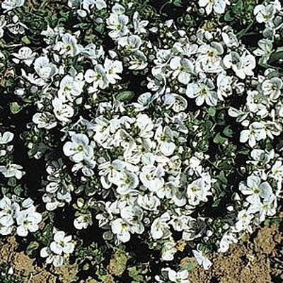 Veronica repens