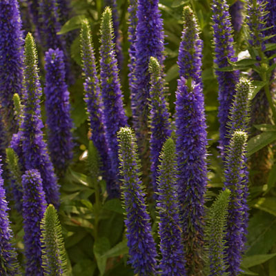 Veronica sp. 'Royal Candles'