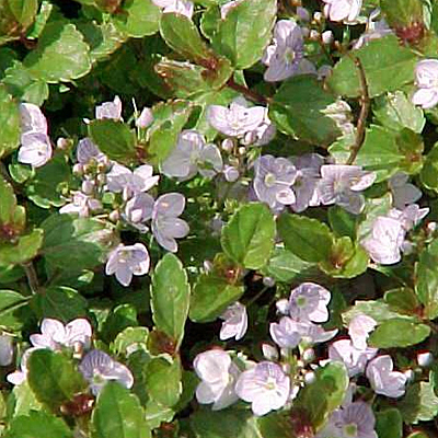 Veronica x 'Waterperry'
