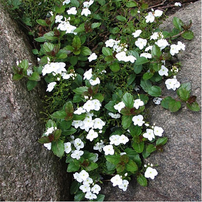 Veronica x 'Whitewater'
