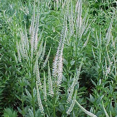 Veronicastrum virginicum